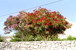 Oleander in einem Garten in Mali Losinj