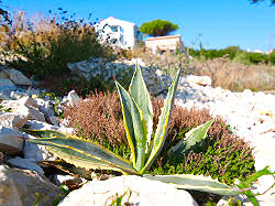 Botanischer Garten Mali Losinj / Kroatien