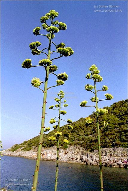 blhende Agaven in der Bucht Javorna bei Veli Losinj