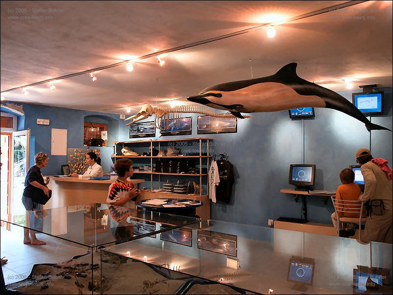 in der Ausstellung des Adriatic Dolphin Projects im Hafen von Veli Losinj in Kroatien
