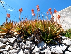 Blumenpracht im Frhjahr auf der Insel Losinj 