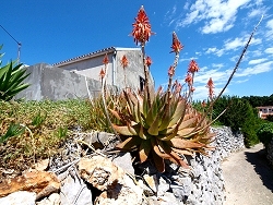 Blumenpracht im Frhjahr auf der Insel Losinj 