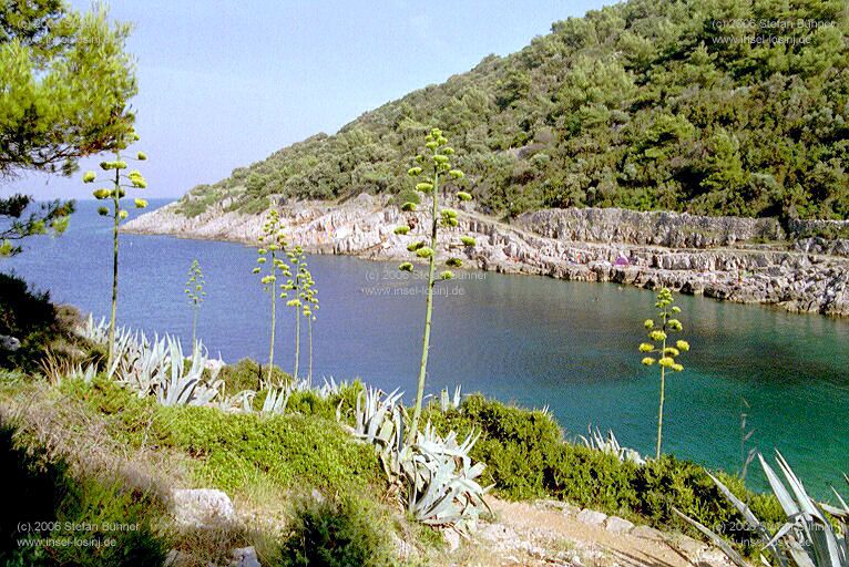 die Bucht Javorna in Veli Losinj - Uvala Javorna