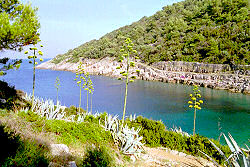 die Strand in der Bucht Javorna in Veli Losinj - Uvala Javorna