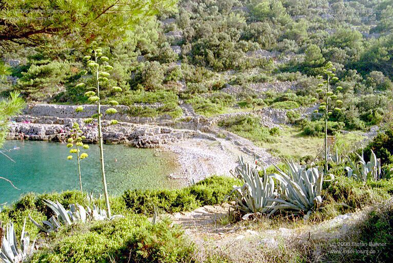 die Bucht Javorna in Veli Losinj - Uvala Javorna